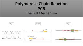 The principle of PCRPolymerase Chain Reaction a full and easy explanation [upl. by Esirec787]