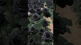 ROSAS NEGRAS APARECEM NA TURQUIA curiosidades historia turquia [upl. by Art147]