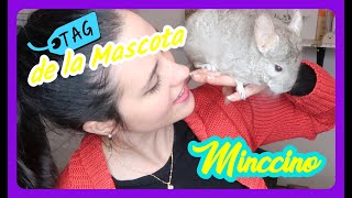 TAG de la Mascota  Minccino CHINCHILLA [upl. by Akiemahs]