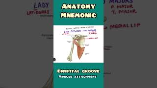 Bicipital Groove  muscle attachment mnemonic  Anatomy Orthopaedics  shorts [upl. by Sanger]