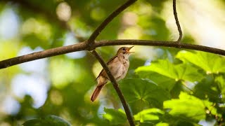 Vögel zwitschern mit Dialekt Nachtigall kann Berlinerisch [upl. by Ayot]