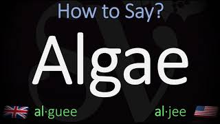 How to Pronounce Algae British Vs American English Pronunciation [upl. by Smart574]