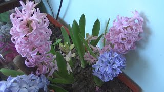 Hyacinthus species Flowers Turnaround [upl. by Arehahs]