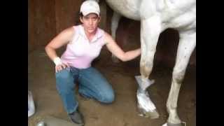 How to treat an abscess with the Natural Farrier [upl. by Idnim101]