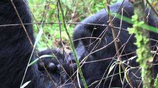 Gorilla Safaris in Rwanda and Uganda 2013 [upl. by Enilatan]