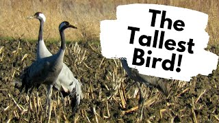 The TALLEST BIRD in the UK Chinese Water Deer Short Eared Owls and Common Cranes [upl. by Kizzie]