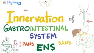 Enteric Nervous System ENS  Myenteric Submucosal plexus  GI Innervation  Nerve Supply of GIT [upl. by Imehon]