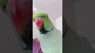 Indian Ringneck parrot talking [upl. by Knight561]