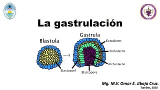 Clase 04 La gastrulación Embriología veterinaria 2020 [upl. by Trevor]