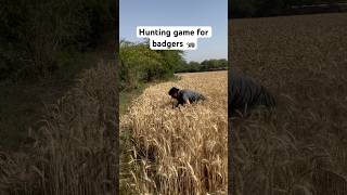 Amazing hunting badgers 🦡 humor gaming shortvideo [upl. by Rehotsirk525]