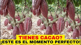 CACAO EL CACAO Y EL MOMENTO PERFECTO PARA COSECHARLO [upl. by Gerrard]