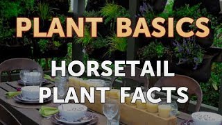 Horsetail Plant Facts [upl. by Wilek]