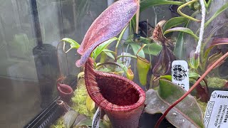 Nepenthes Hybrid Spotlight  N lowii x campanulata [upl. by Moberg]