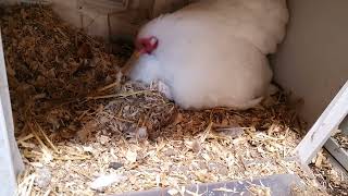 Broody Pekin Bantam hen Cochin bantam [upl. by Dnyletak]