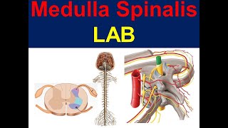 Medulla Spinalis [upl. by Hoye]