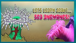 Lets Learn About Sea Anemones  Bouncy Bounce Kids [upl. by Corissa]