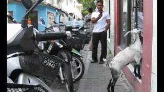 Black Goat Dawn Maldives police quotarrestquot baby goat [upl. by Cristiano]