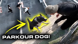 PARKOUR DOG is BETTER THAN YOU 🇩🇪 [upl. by Ayoted]