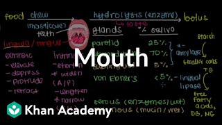 Mouth  Gastrointestinal system physiology  NCLEXRN  Khan Academy [upl. by Ferdinande]