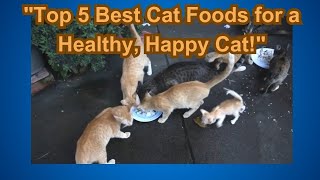 quotTop 5 Best Cat Foods for a Healthy Happy Cat  Cat Food Guide 2024quot [upl. by Notxap]