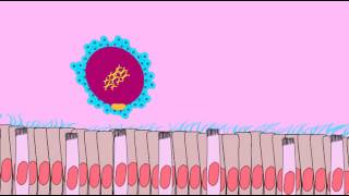 OVIDUCT TRANSPORT OF SECONDARY OOCYTE [upl. by Assirrak]