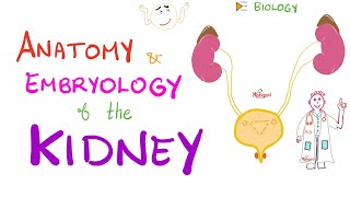 Embryology and Anatomy of the Kidney  Nephrology Basics [upl. by Eked882]