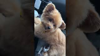 After 🤩 dog pomapoo funnyvideo cute [upl. by Busey]