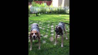 Bluetick Coonhounds Bark at Lawn Mower [upl. by Towland549]