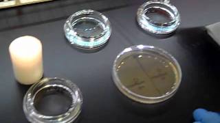 control of bacterial growthmp4 [upl. by Leith612]