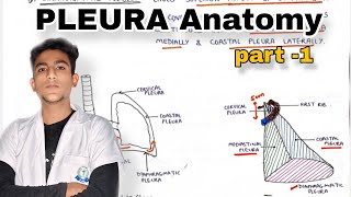 Pleura Anatomy part 1 Thorax Anatomy [upl. by Inaboy]