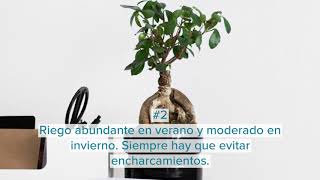 Cuidados básicos del Ficus Microcarpa Ginseng  Infojardineria [upl. by Kcirdot231]