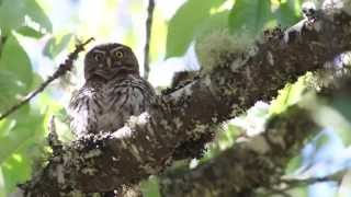 El mismo Chuncho cantando canto del Chucnho Huallerehue Chile [upl. by Tracay878]