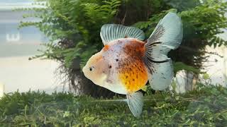 13943 female calico Rosetail Oranda [upl. by Mendes694]