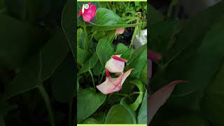 Anthurium anthuriums indoorflowerplant plantinfo [upl. by Nevanod]