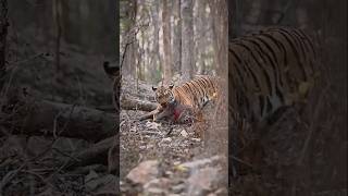 Tiger killed pig in jungle tiger wildlife tigeress animals wildanimals tigerqueen worldtiger [upl. by Oliric98]