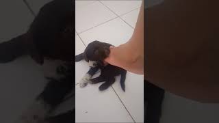 Filhote de Poodle Brincando com meus pés [upl. by Erusaert]