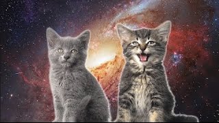 10 Hours Space Cats  Magic Fly by Enjoyker  Video amp Singing Cats 1080HD SlowTV [upl. by Keryt]