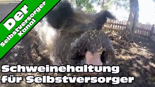 Schweinehaltung fuer Selbstversorger ganz einfach [upl. by Nodrog]