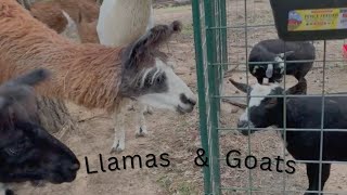 Do the goats have acidosis  The llamas did something new 🦙🦙 [upl. by Niwled]