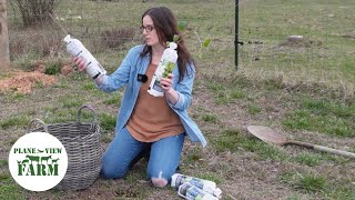 Planting Grapes And Berries With The Farmers Wife [upl. by Seabrooke207]