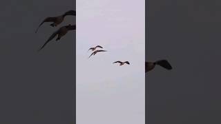 Trio geese hunting birdhunting goosehunting youtubeshorts hunting [upl. by Josee]