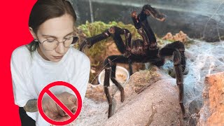 Do NOT Hold These TARANTULAS BeginnerCommon Species Edition [upl. by Hgielime]