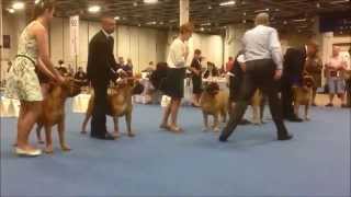 World Dog Show 2014  Bullmastiff finals 107 breed entries [upl. by Llebanna]