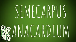 Toxicology Marking nut or Semecarpus Anacardium MADE EASY [upl. by Dela]