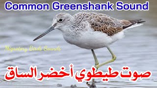 صوت طيطوي أخضر الساقبجنوك  Common Greenshank Sound [upl. by Gora]