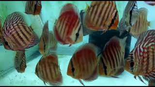 4quot Alenquer Discus at Wattley Discus [upl. by Hairabez]