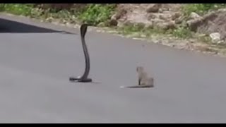 Cobra vs Mongoose Live Fight On Indian Roads [upl. by Manas465]