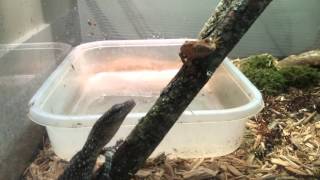 Mangrove monitor Varanus indicus feeding [upl. by Kcolttam413]