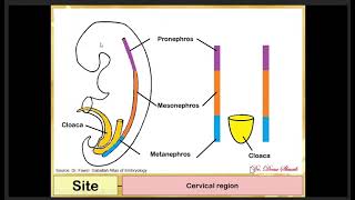 Embryology  Dr Doaa Urogenital system 1 [upl. by Bergwall]