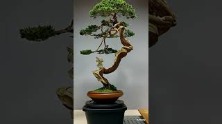 盆栽 Bonsai Inspired by these Bonsai created by AI [upl. by Tillford]